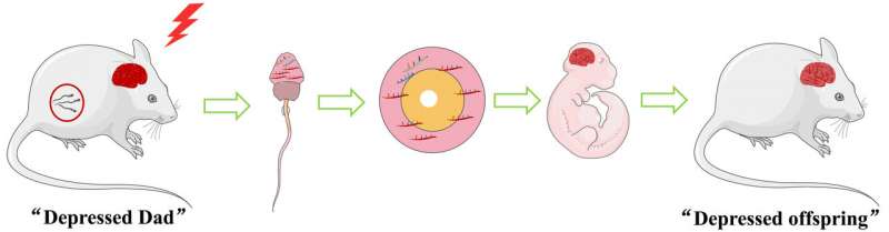 Depression in male mice found to be passed down to offspring in RNA