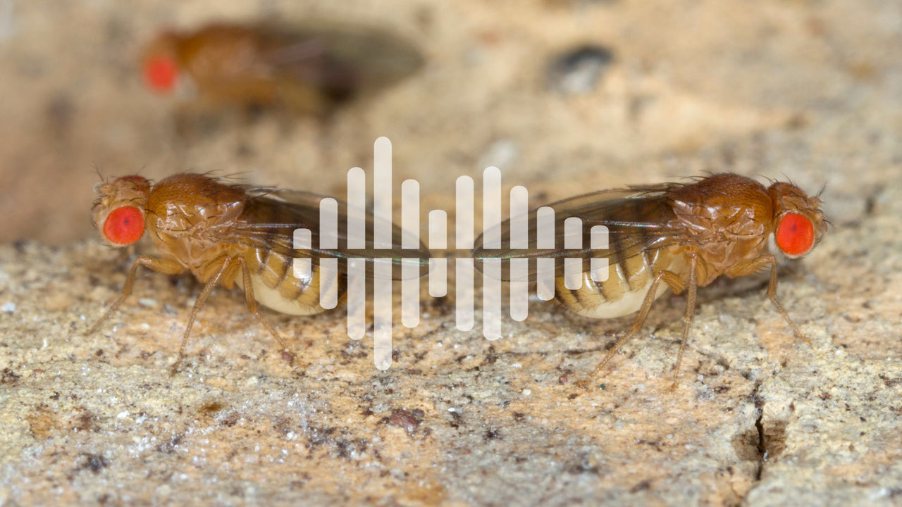 two fruit flies with podcast symbol overlay